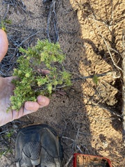 Opercularia spermacocea