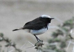 Oenanthe lugubris schalowi