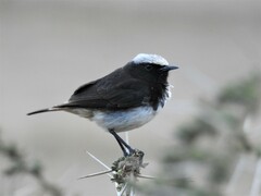 Oenanthe lugubris schalowi