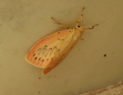 Miltochrista miniata