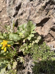 Packera flettii