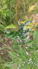 Podosphaera filipendulae