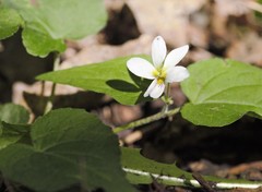 Viola canadensis