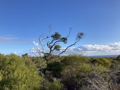 Eucalyptus eudesmioides