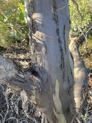 Eucalyptus eudesmioides