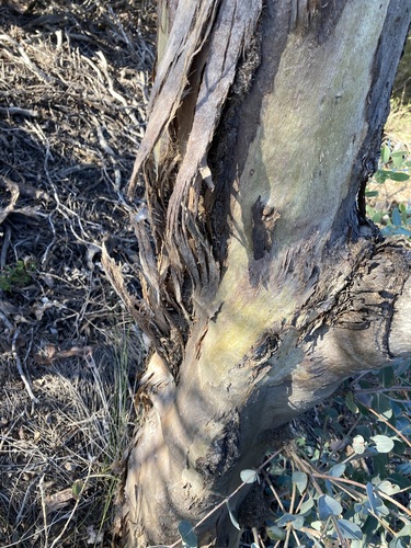 Image of Eucalyptus eudesmioides by (c) Thomas Mesaglio, some rights reserved (CC BY)