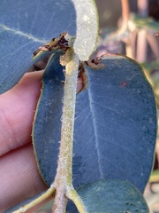 Eucalyptus eudesmioides