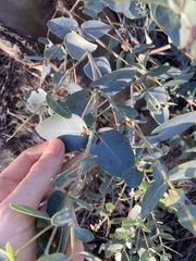 Eucalyptus eudesmioides