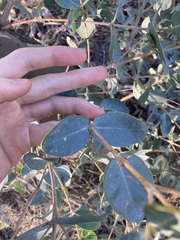 Eucalyptus eudesmioides