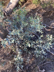 Eucalyptus eudesmioides