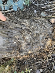 Eucalyptus eudesmioides