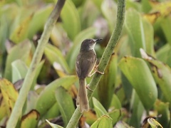 Prinia flaviventris