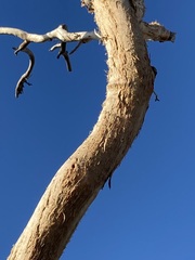 Eucalyptus eudesmioides