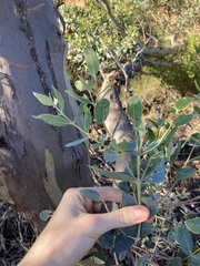 Eucalyptus eudesmioides