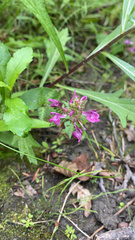 Pedicularis verticillata