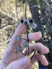 Eucalyptus eudesmioides