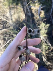 Eucalyptus eudesmioides