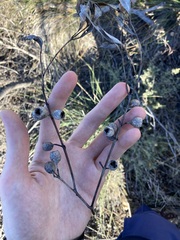 Eucalyptus eudesmioides