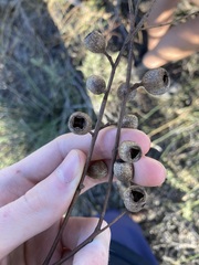 Eucalyptus eudesmioides