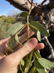 Eucalyptus eudesmioides