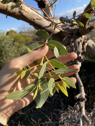 Image of Eucalyptus eudesmioides by (c) Thomas Mesaglio, some rights reserved (CC BY)