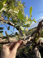 Eucalyptus eudesmioides