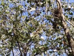 Bauhinia variegata candida