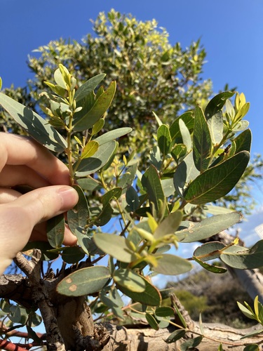 Image of Eucalyptus eudesmioides by (c) Thomas Mesaglio, some rights reserved (CC BY)