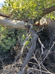 Eucalyptus eudesmioides