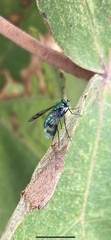 Condylostylus occidentalis