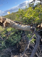 Eucalyptus eudesmioides