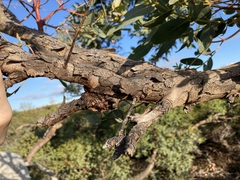 Eucalyptus eudesmioides