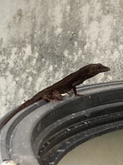 Anolis sagrei