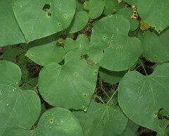 Pseudocercospora vitis