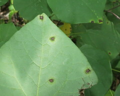 Pseudocercospora vitis