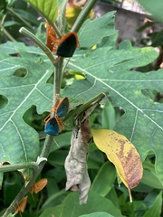 Edessa rufomarginata