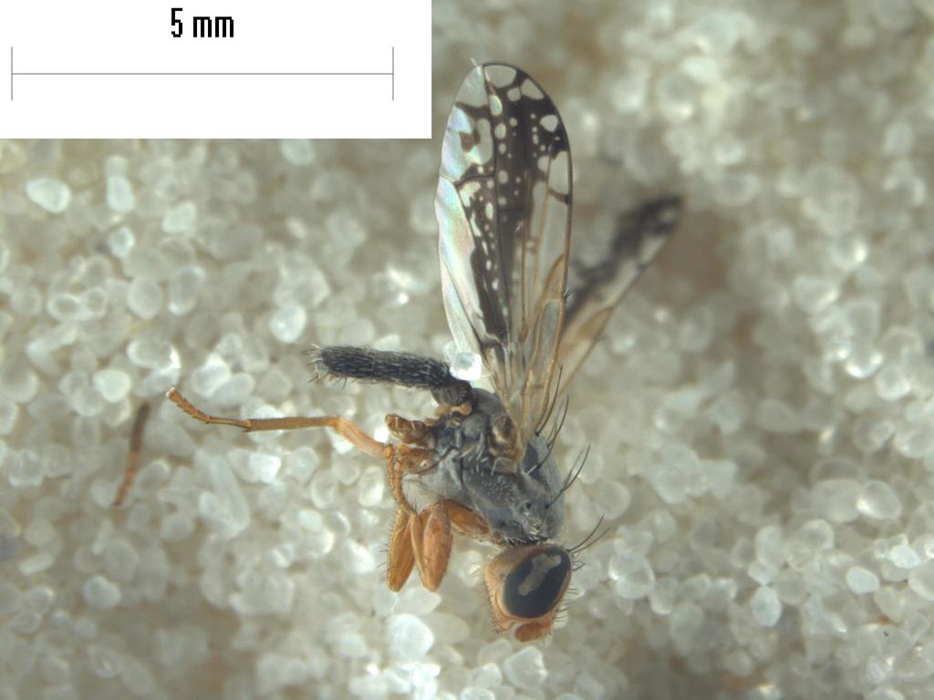 Trupanea longipennis