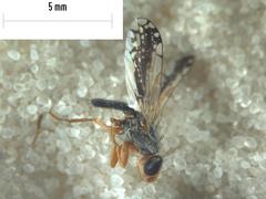 Trupanea longipennis