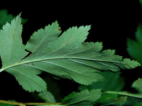 Image of Crataegus phaenopyrum by (c) Michael J. Papay, some rights reserved (CC BY)