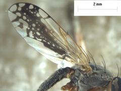 Trupanea longipennis
