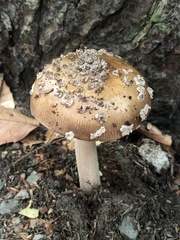 Amanita