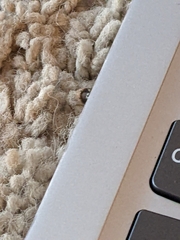 Anthrenus scrophulariae