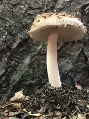 Amanita