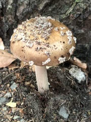 Amanita