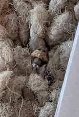 Anthrenus scrophulariae