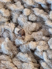 Anthrenus scrophulariae