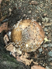 Amanita