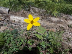 Bidens serrulata