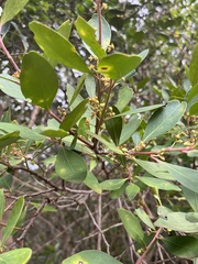 Pterocelastrus tricuspidatus