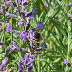 Bombus sylvarum